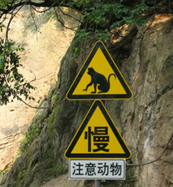 Beware of monkeys!