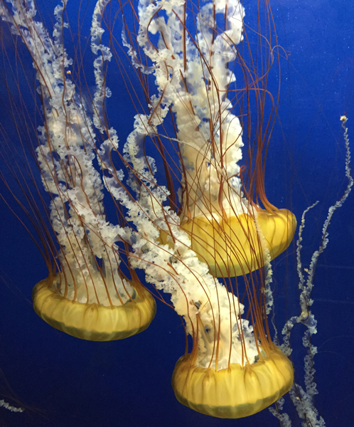 Jellyfish